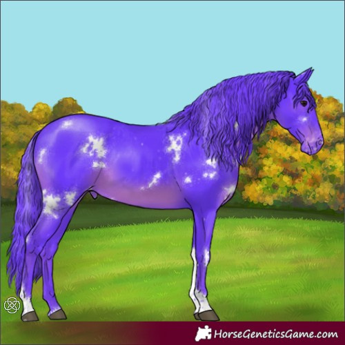 Horse Color:Watercolor White Spotted Black Tobiano Appaloosa 