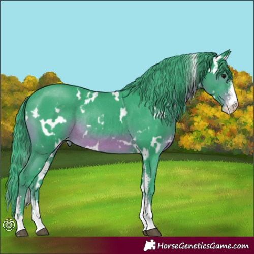 Horse Color:Watercolor White Spotted Black Sabino Appaloosa Rabicano