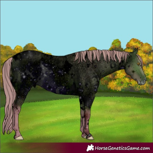 Horse Color:ERROR: UNKNOWN ANOMALY