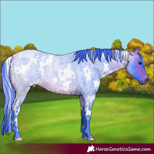 Horse Color:Watercolor White Spotted Bay Roan 
