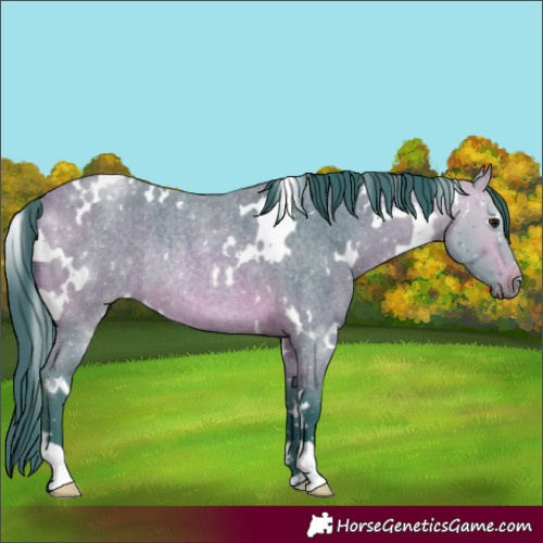 Horse Color:Watercolor White Spotted Bay Roan Rabicano