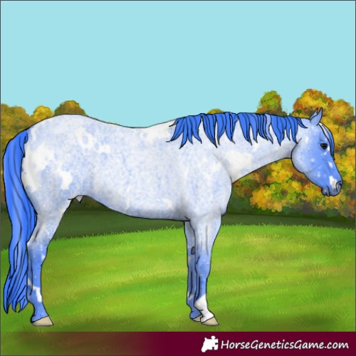 Horse Color:Watercolor White Spotted Blue Roan Rabicano