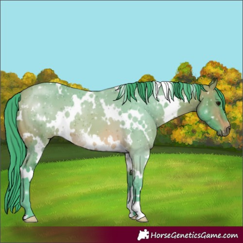 Horse Color:Watercolor White Spotted Bay