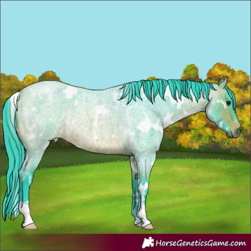 Horse Color:Watercolor White Spotted Bay Roan Rabicano 