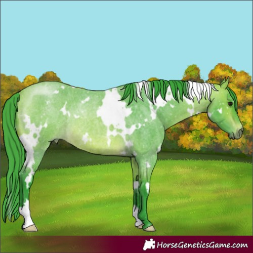 Horse Color:Watercolor White Spotted Bay Roan Rabicano 