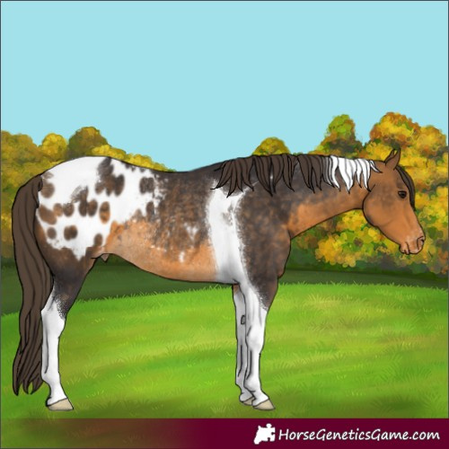 Horse Color:Buckskin Tobiano Appaloosa Rabicano
