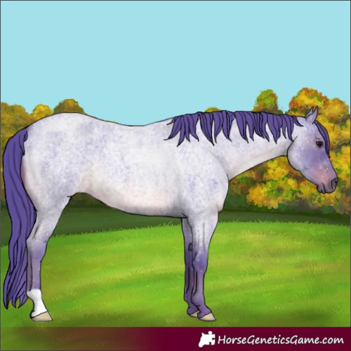 Horse Color:Watercolor Smoky Blue Roan 