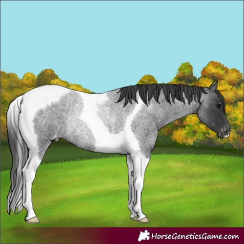 Horse Color:Blue Roan Tobiano Appaloosa Rabicano