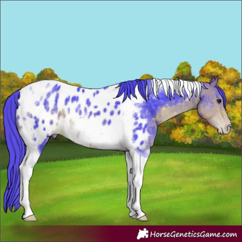 Horse Color:Watercolor Buckskin Tobiano Appaloosa