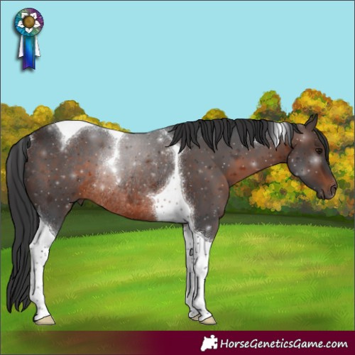 Horse Color:Brown Tobiano Rabicano