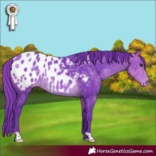 Horse Color:Watercolor Buckskin Appaloosa