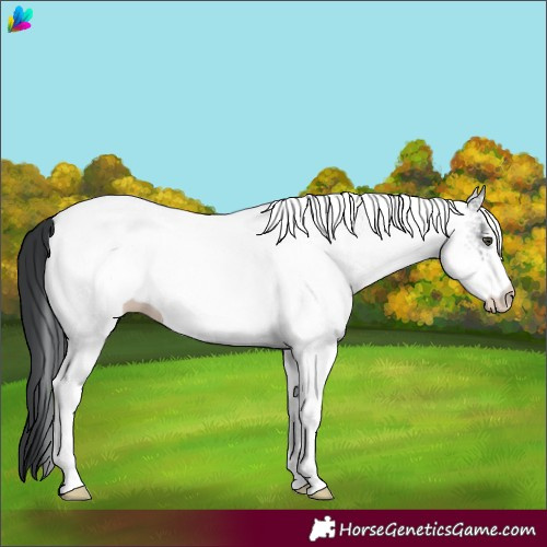 Horse Color:White Spotted Grullo Chinchilla