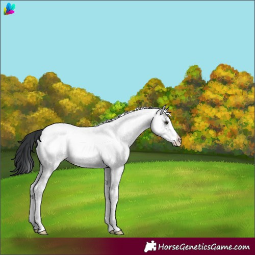 Horse Color:White Spotted Grullo Chinchilla