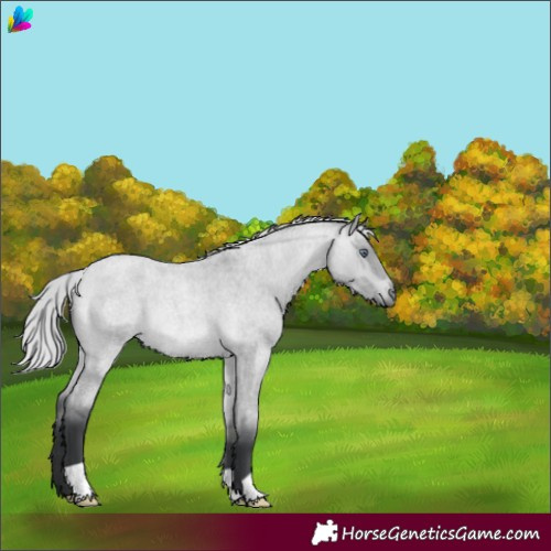 Horse Color:Silver Bay Chinchilla Roan Dun 
