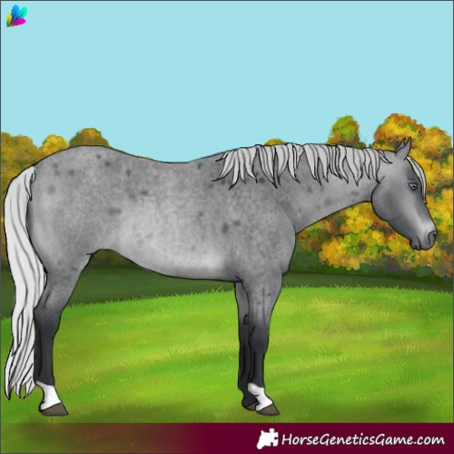Horse Color:Silver Brown Chinchilla Roan 