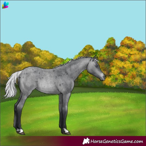 Horse Color:Silver Brown Chinchilla Roan