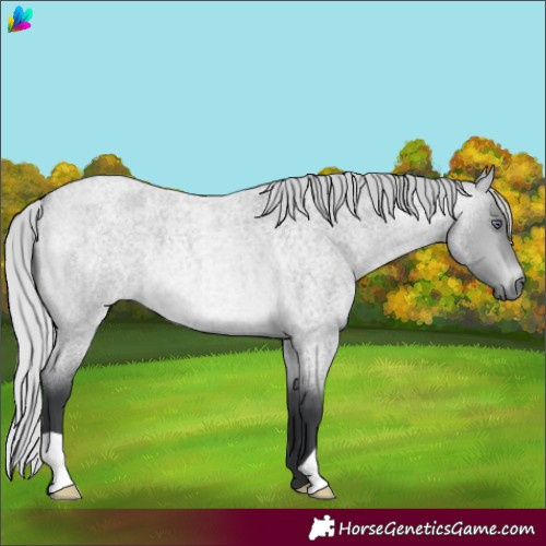 Horse Color:Silver Bay Chinchilla Roan 