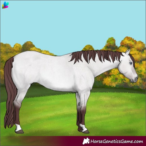 Horse Color:Chocolate Bay Chinchilla Roan Dun 
