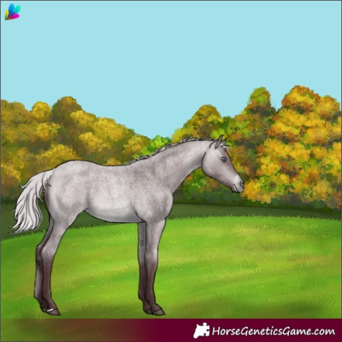 Horse Color:Chocolate Silver Bay Chinchilla Roan