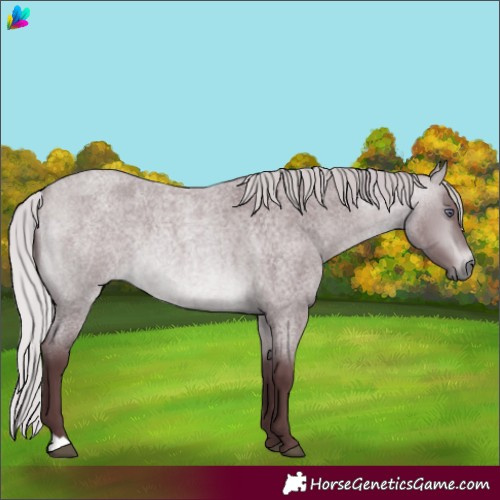 Horse Color:Chocolate Silver Bay Chinchilla Roan