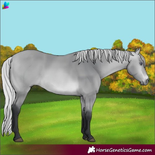 Horse Color:Silver Bay Chinchilla 