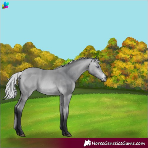 Horse Color:Silver Bay Chinchilla 