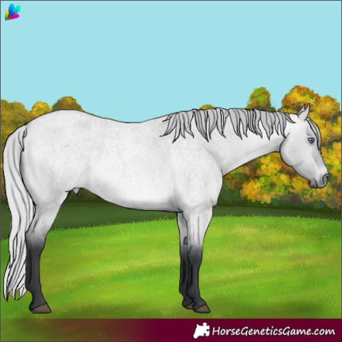 Horse Color:Silver Bay Chinchilla Roan Dun