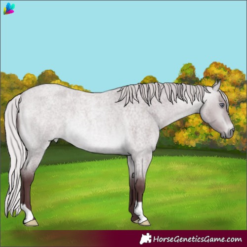Horse Color:Chocolate Silver Bay Chinchilla Roan
