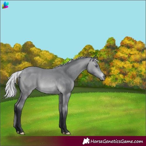 Horse Color:Silver Bay Chinchilla 