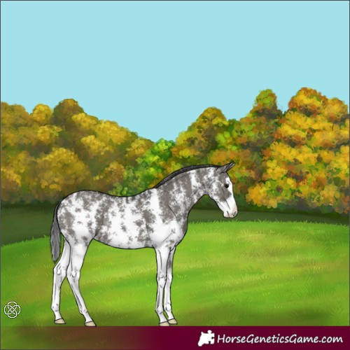 Horse Color:Grullo Sabino Splash 