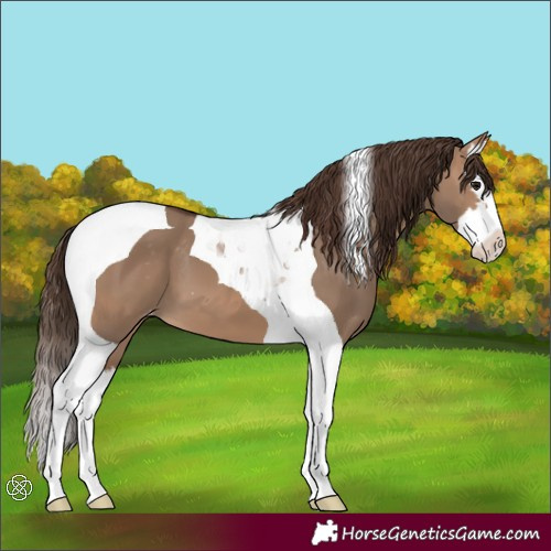 Horse Color:Brown Dun Splash Tobiano Skewed Appaloosa