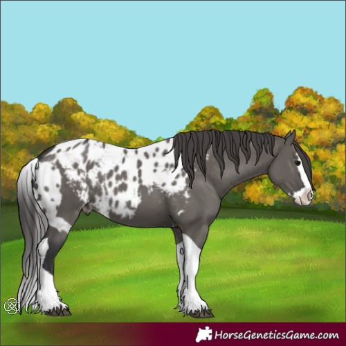Horse Color:Grullo Splash Tobiano Skewed Appaloosa 