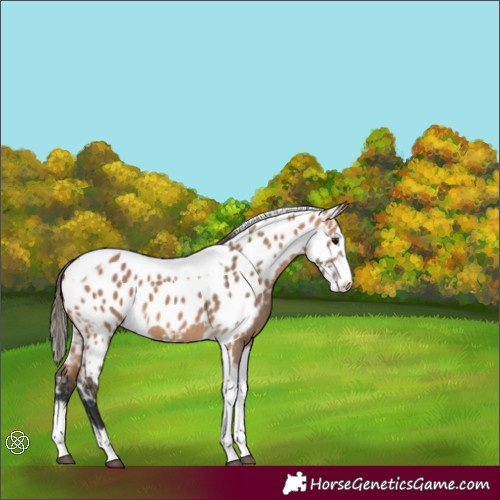 Horse Color:Bay Dun Splash Tobiano Skewed Appaloosa 