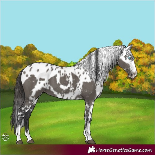 Horse Color:Grullo Sabino Splash Tobiano Skewed Appaloosa 
