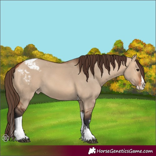 Horse Color:Bay Dun Sabino Splash Tobiano Skewed Appaloosa