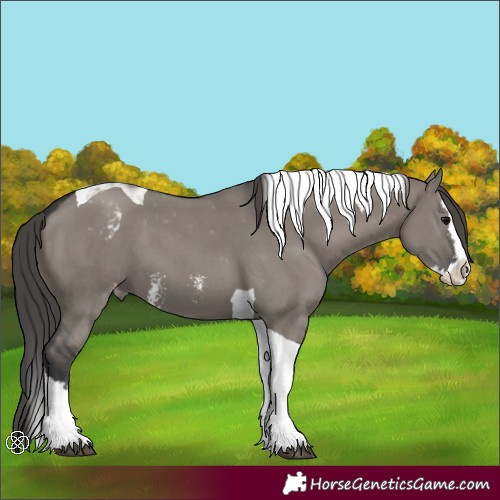 Horse Color:Grullo Sabino Splash Tobiano Skewed Appaloosa