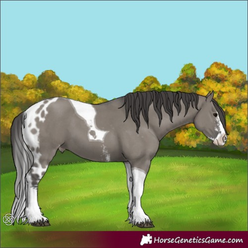 Horse Color:Grullo Sabino Splash Tobiano Skewed Appaloosa 
