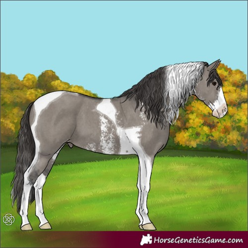 Horse Color:Grullo Sabino Splash Tobiano Skewed Appaloosa