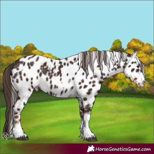 Horse Color:Liver Chestnut Tobiano Frame Skewed Appaloosa
