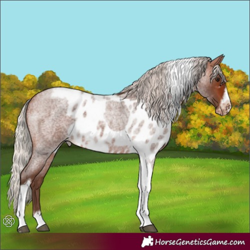 Horse Color:Silver Brown Roan Tobiano Frame Skewed Appaloosa