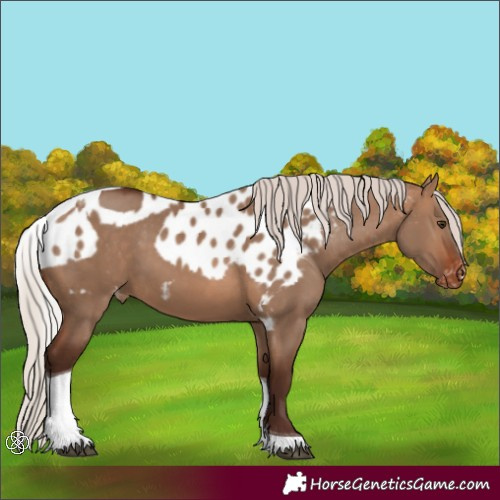 Horse Color:Silver Brown Dun Tobiano Skewed Appaloosa