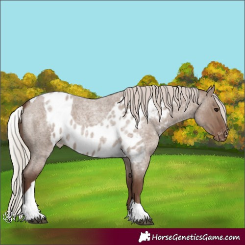 Horse Color:Silver Grullo Roan Tobiano Skewed Appaloosa