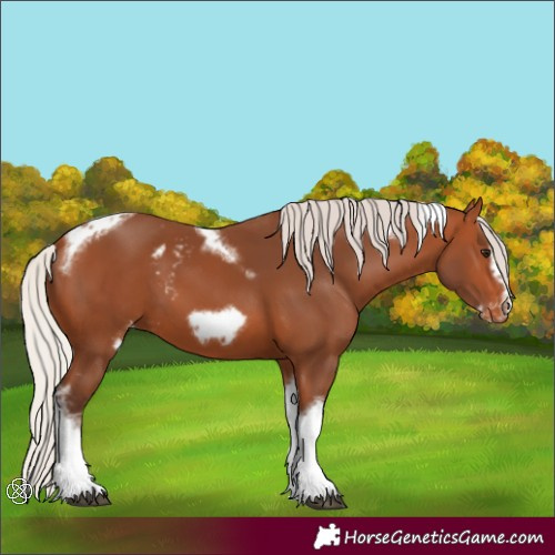 Horse Color:Silver Bay Tobiano Frame Skewed Appaloosa