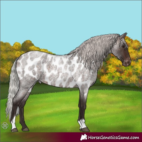 Horse Color:Silver Brown Roan Tobiano Skewed Appaloosa
