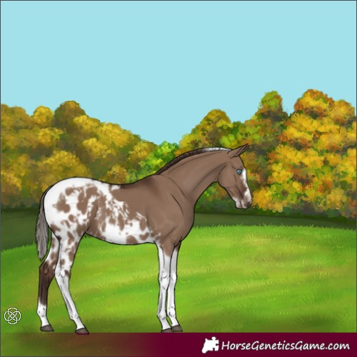 Horse Color:Liver Red Dun Tobiano Frame Skewed Appaloosa 