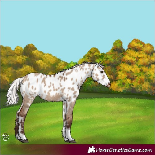 Horse Color:Silver Brown Dun Tobiano Skewed Appaloosa