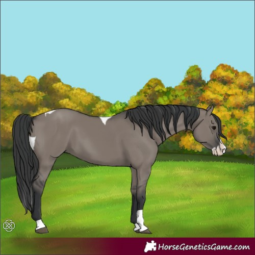Horse Color:Grullo Splash Tobiano