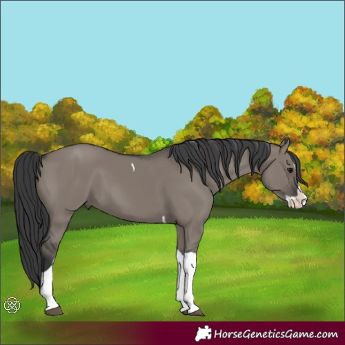 Horse Color:Grullo Splash Tobiano 