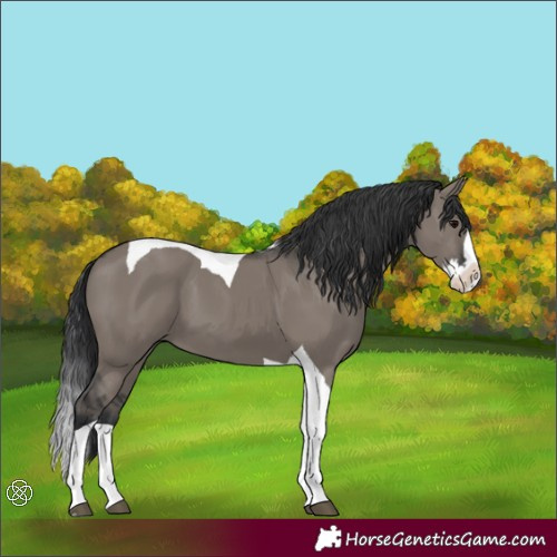 Horse Color:Grullo Splash Tobiano