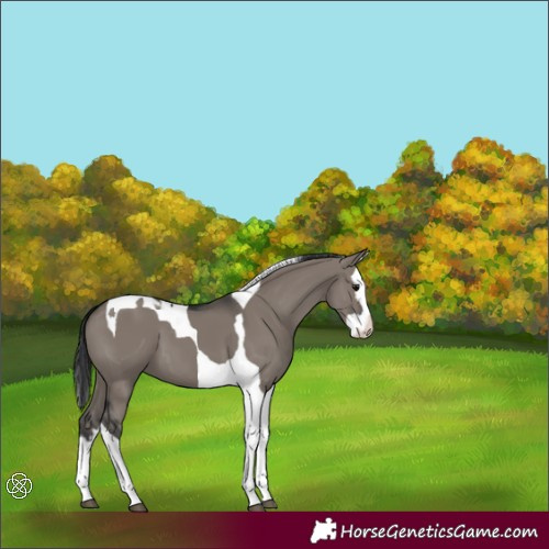 Horse Color:Grullo Splash Tobiano